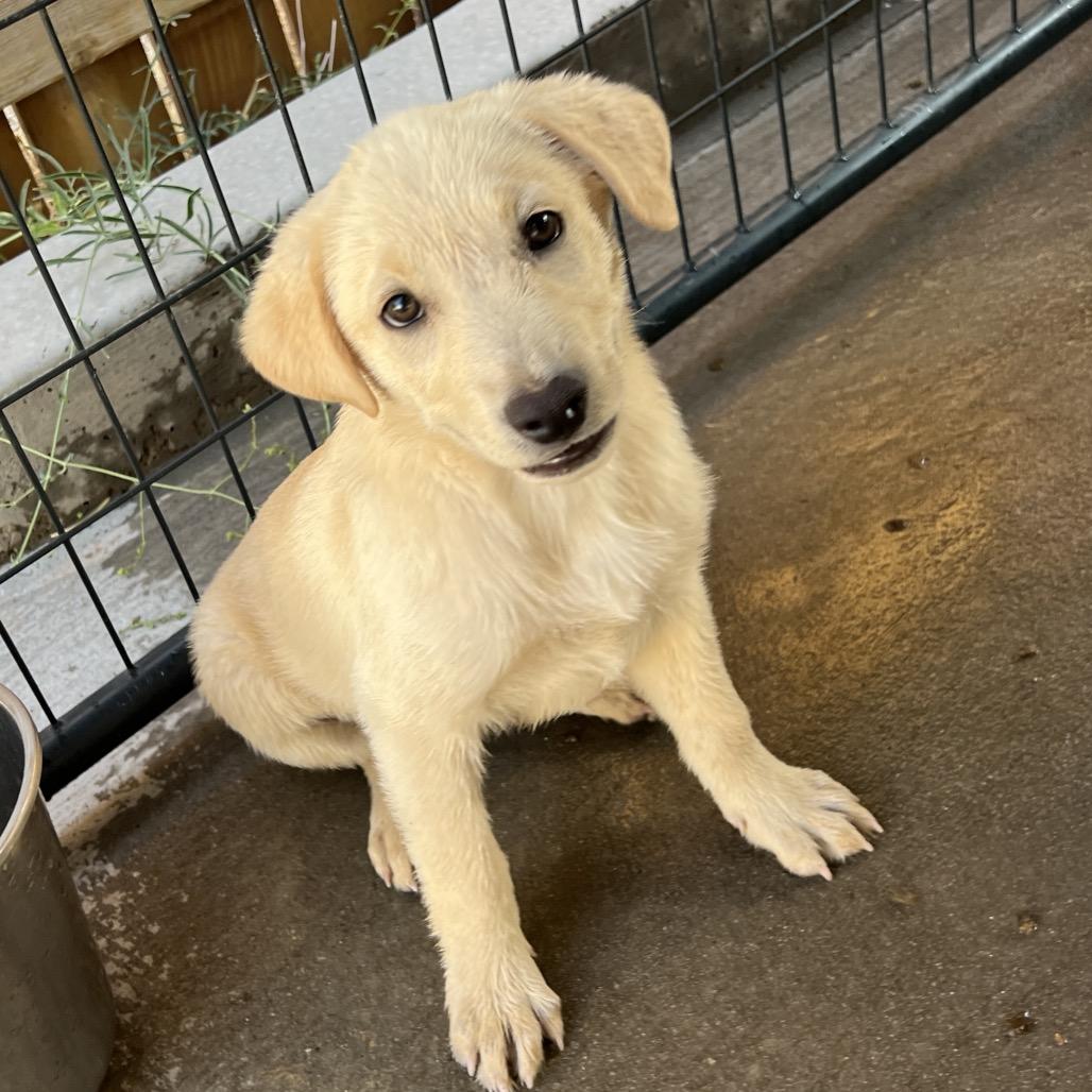 Enlarge Gimbap (GG), a Adoptable Mixed Breed in Moab, UT image 2/6