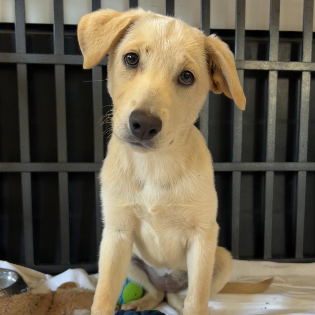 Enlarge Gimbap (GG), a Adoptable Mixed Breed in Moab, UT image 3/6
