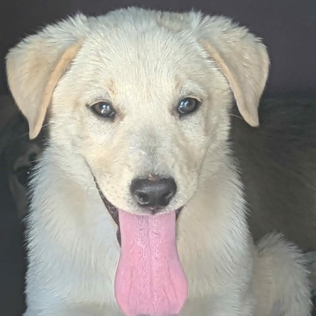 Enlarge Gimbap (GG), a Adoptable Mixed Breed in Moab, UT image 4/6