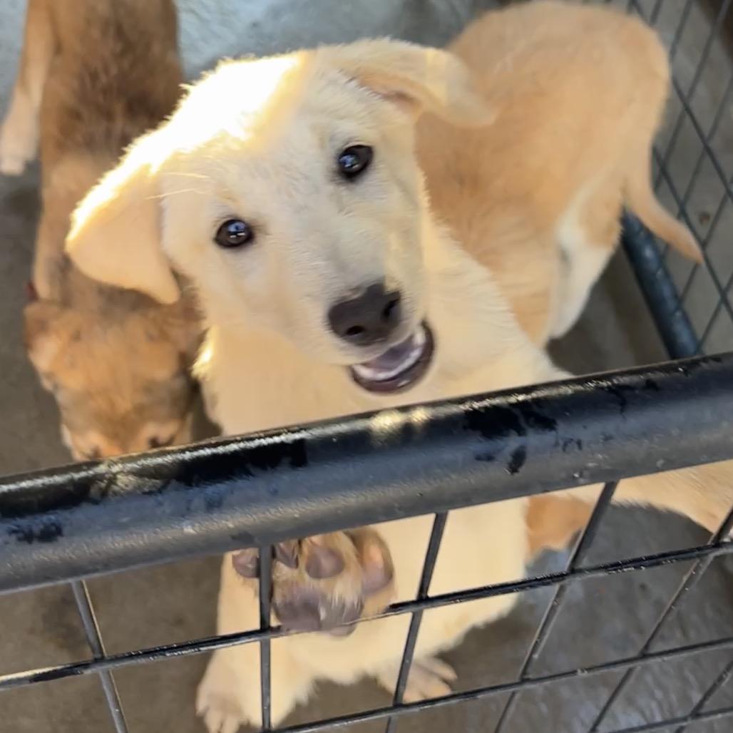 Enlarge Gimbap (GG), a Adoptable Mixed Breed in Moab, UT image 5/6