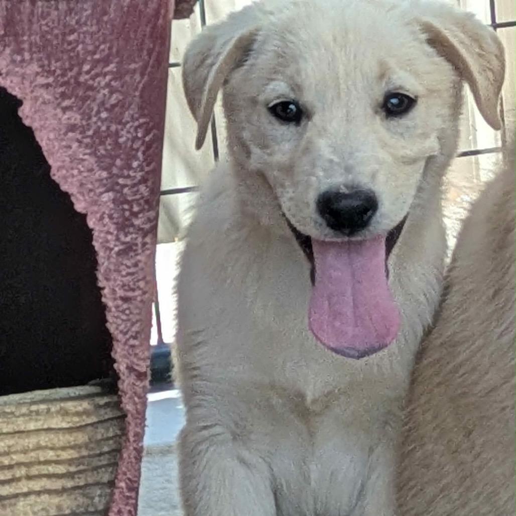 Enlarge Gimbap (GG), a Adoptable Mixed Breed in Moab, UT image 6/6