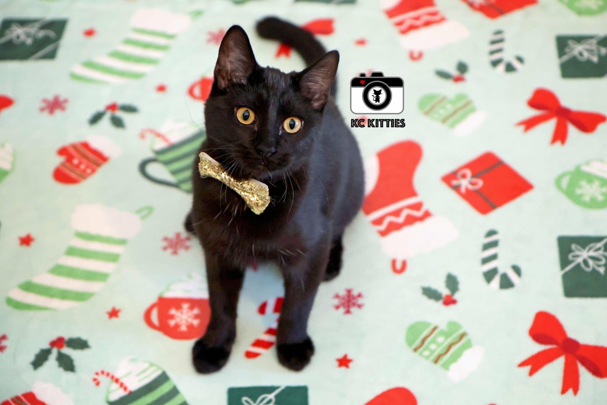 Enlarge Harrison, a Adoptable Domestic Short Hair in Overland Park, KS image 1/5