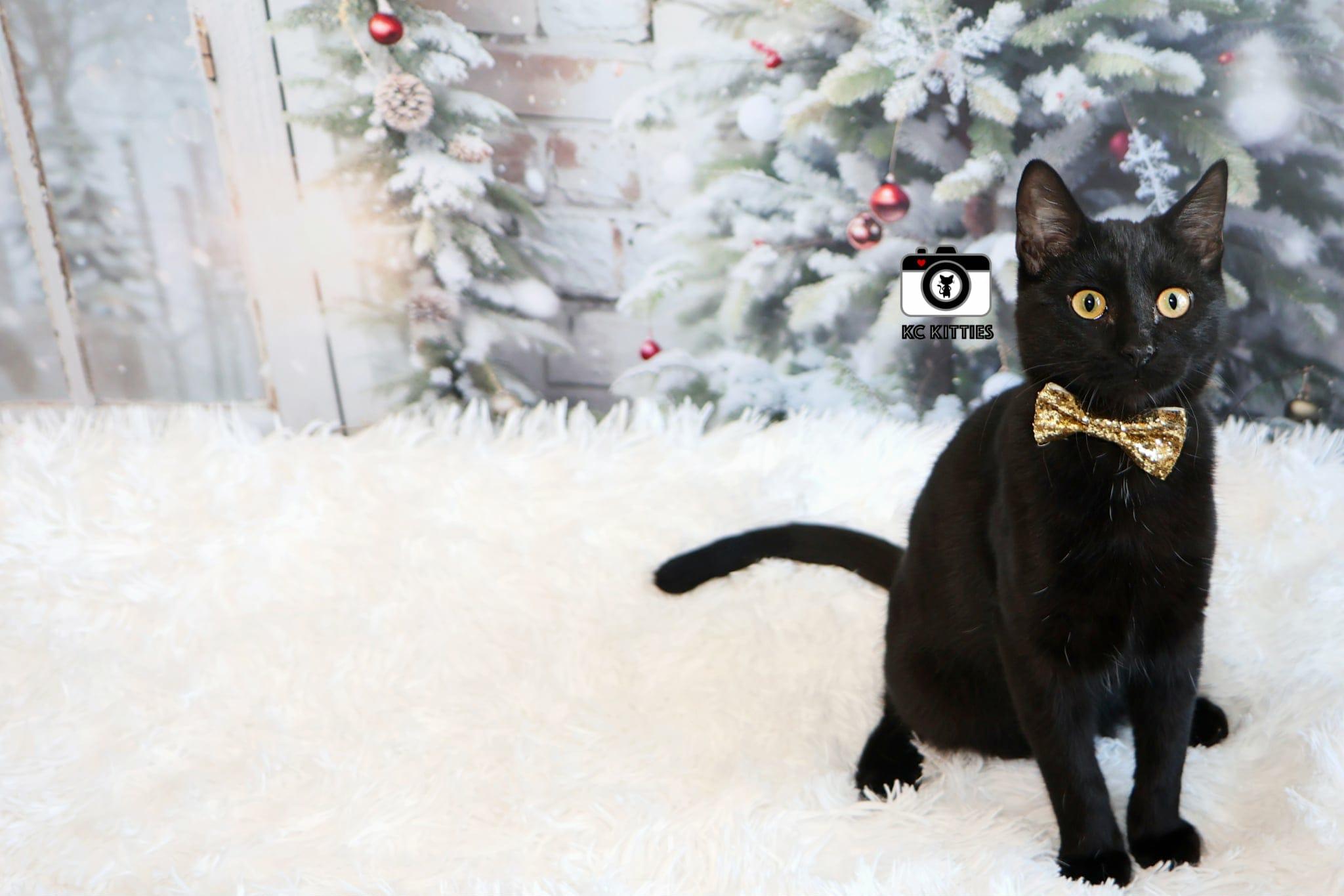 Enlarge Harrison, a Adoptable Domestic Short Hair in Overland Park, KS image 2/5