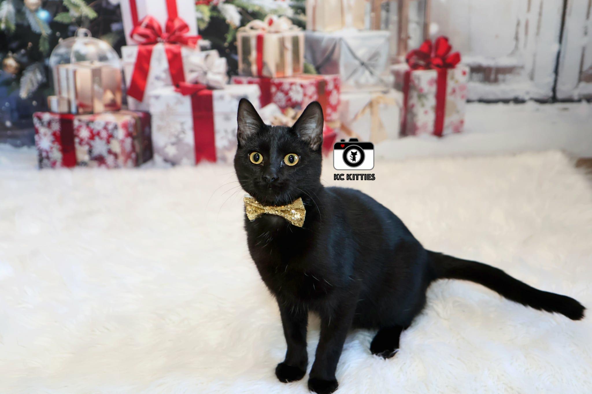 Enlarge Harrison, a Adoptable Domestic Short Hair in Overland Park, KS image 3/5