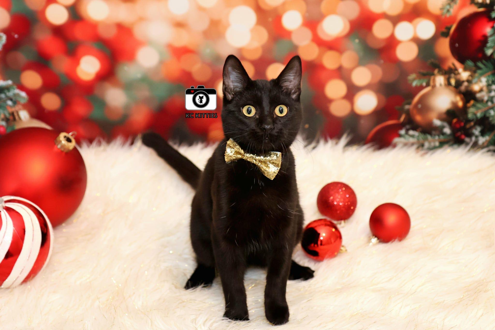 Harrison, Adoptable, Kitten Female Domestic Short Hair.