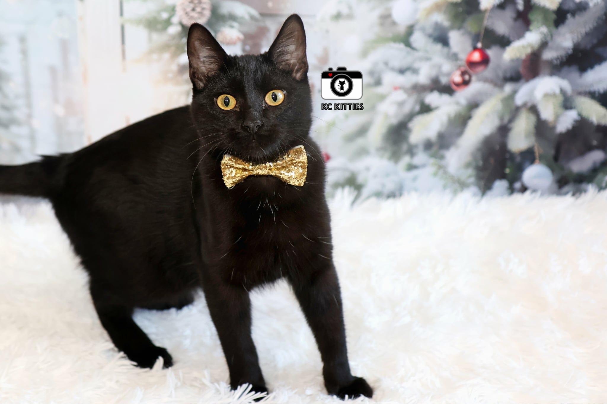 Enlarge Harrison, a Adoptable Domestic Short Hair in Overland Park, KS image 5/5