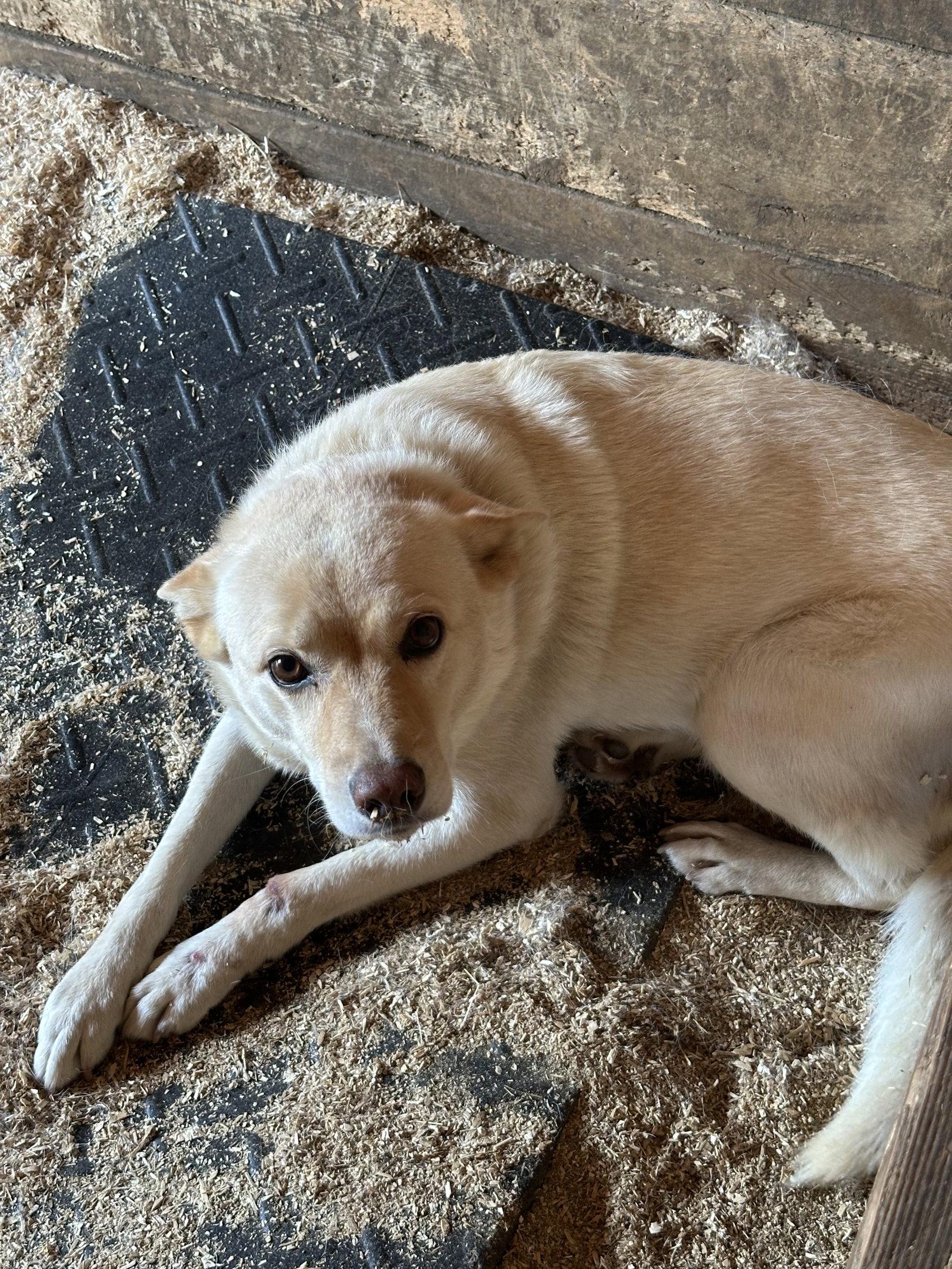 Izzy, Adoptable, Adult Female Labrador Retriever.