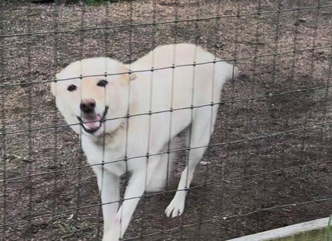Enlarge Izzy, a Adoptable Labrador Retriever in Mouth Of Wilson, VA image 2/3