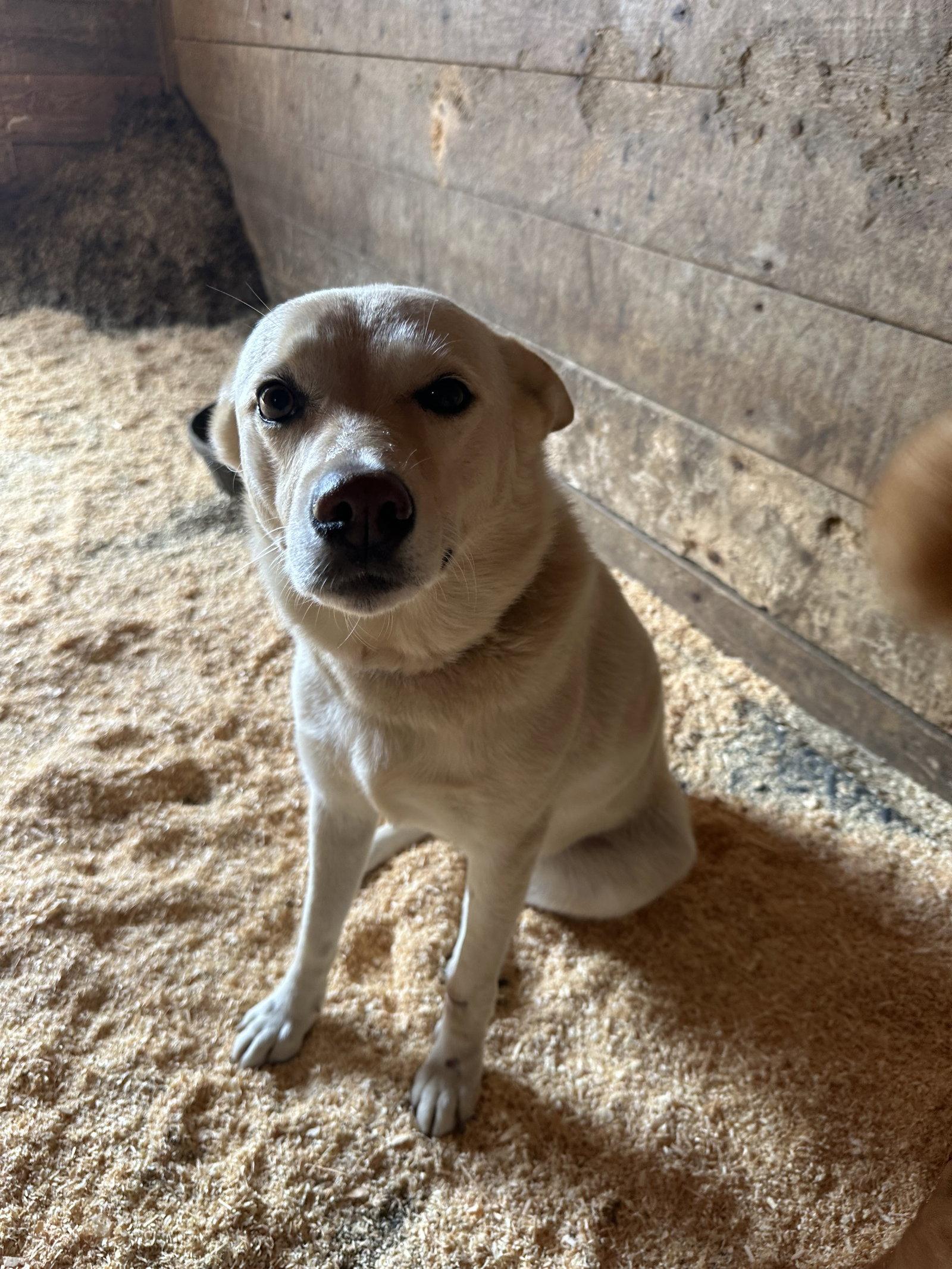 Enlarge Izzy, a Adoptable Labrador Retriever in Mouth Of Wilson, VA image 3/3