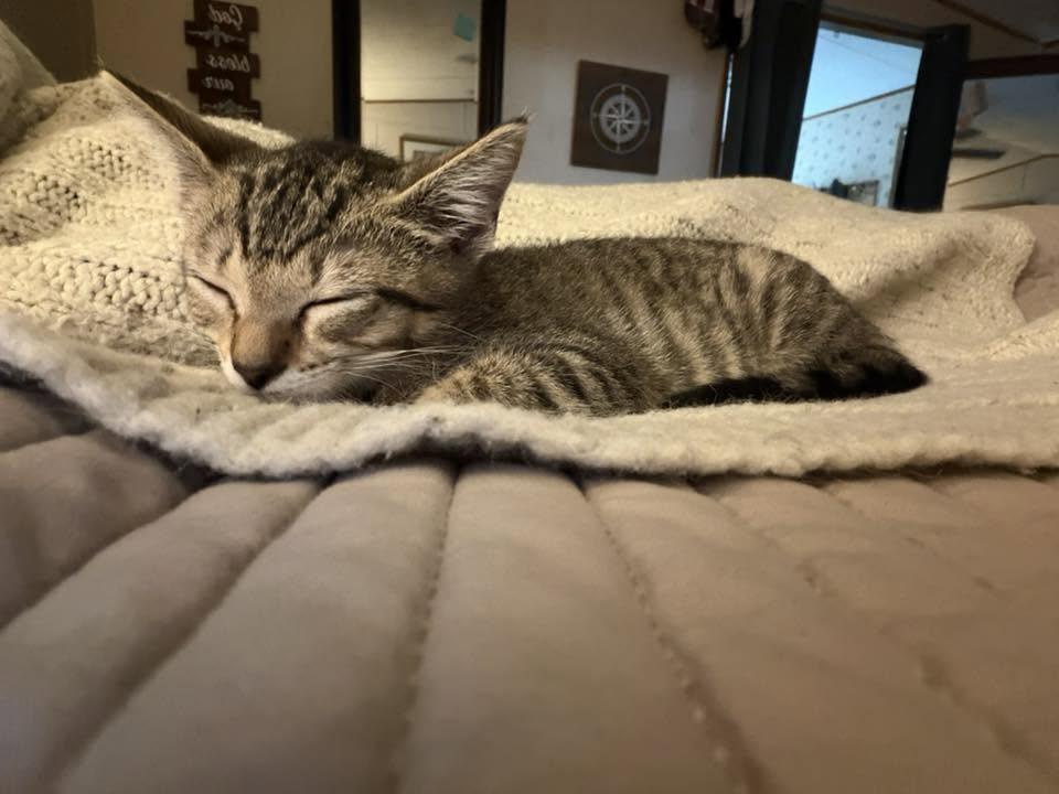 Enlarge Ellie, a Adopted Domestic Short Hair in Charleston, SC image 1/2