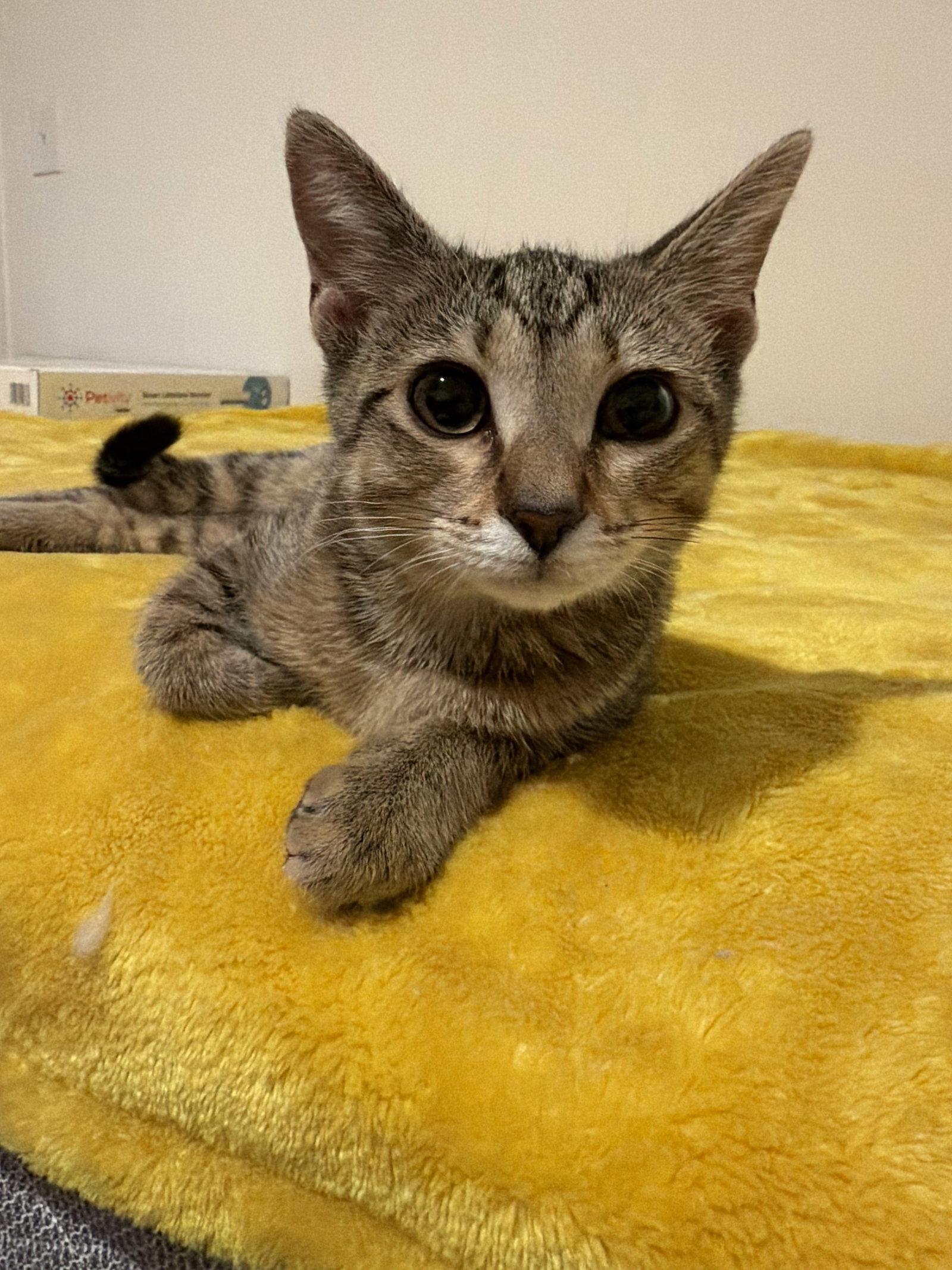 Enlarge Ellie, a Adopted Domestic Short Hair in Charleston, SC image 2/2