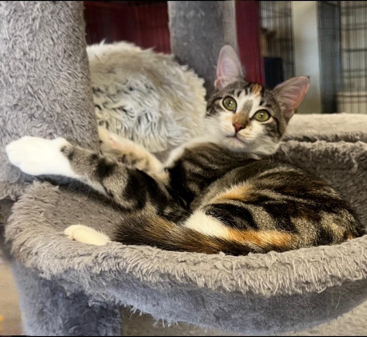 Figgy — A Sweet Little Torbie with a Heart of Gold