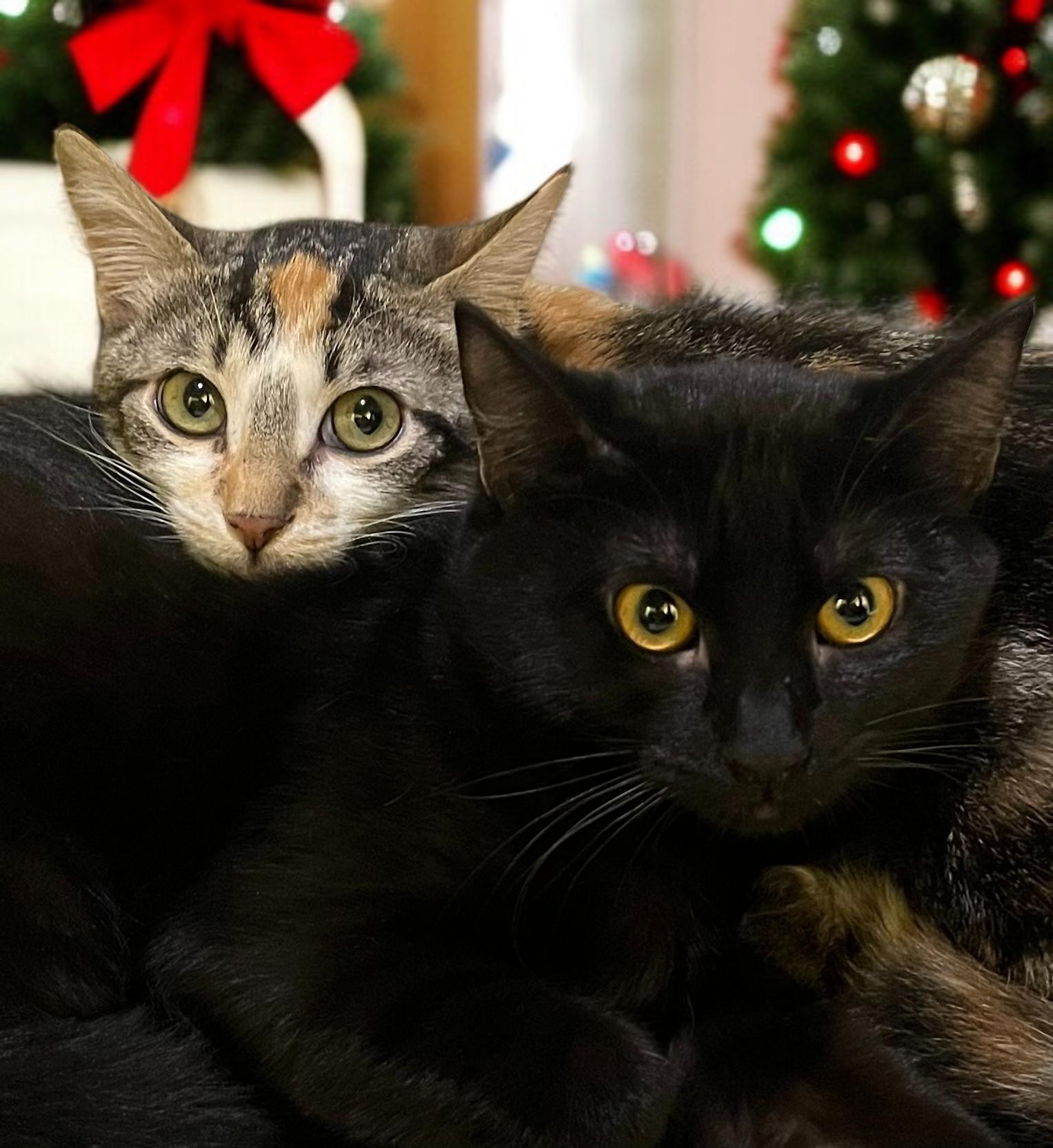 Figgy — A Sweet Little Torbie with a Heart of Gold