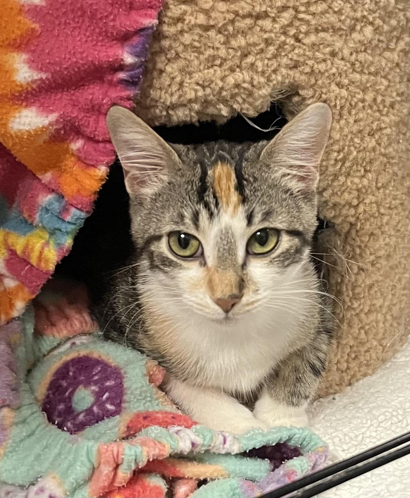 Figgy — A Sweet Little Torbie with a Heart of Gold