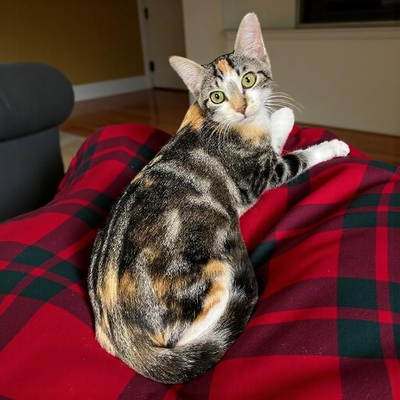 Figgy — A Sweet Little Torbie with a Heart of Gold