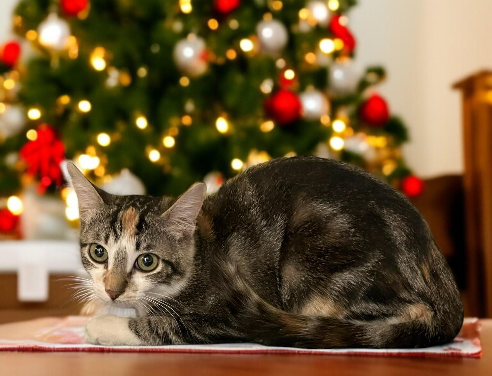 Figgy — A Sweet Little Torbie with a Heart of Gold