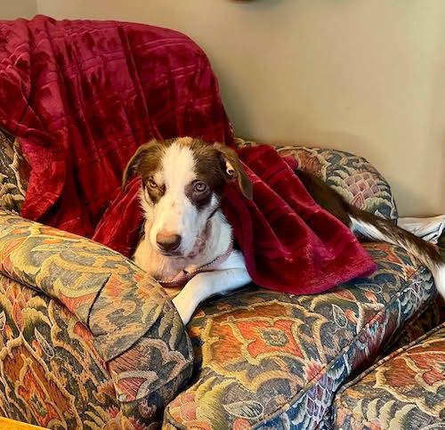 Enlarge Bandi, a Adoptable mixed breed in Sudbury, MA image 4/4