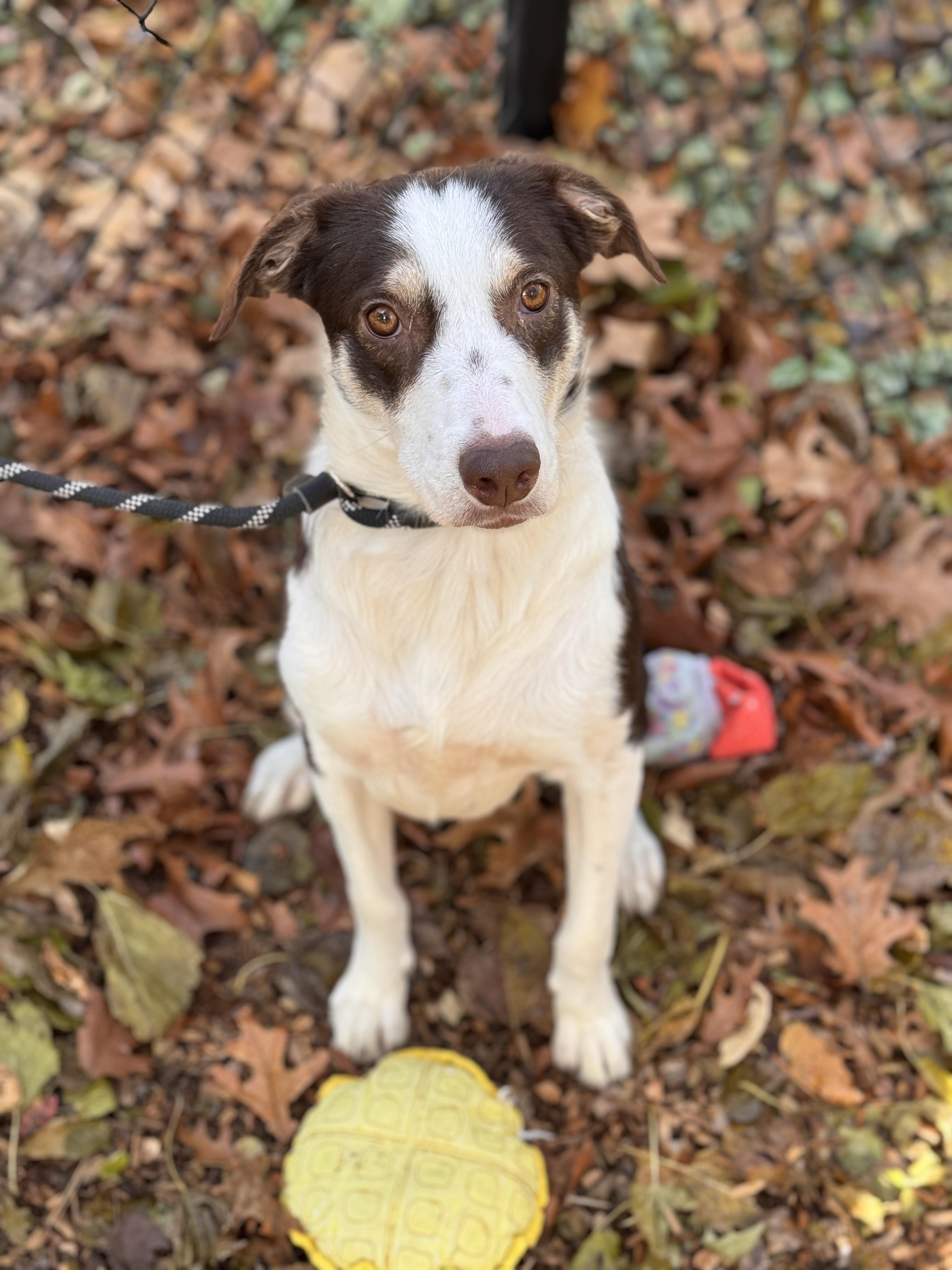 Enlarge Bandi, a Adoptable mixed breed in Sudbury, MA image 2/4