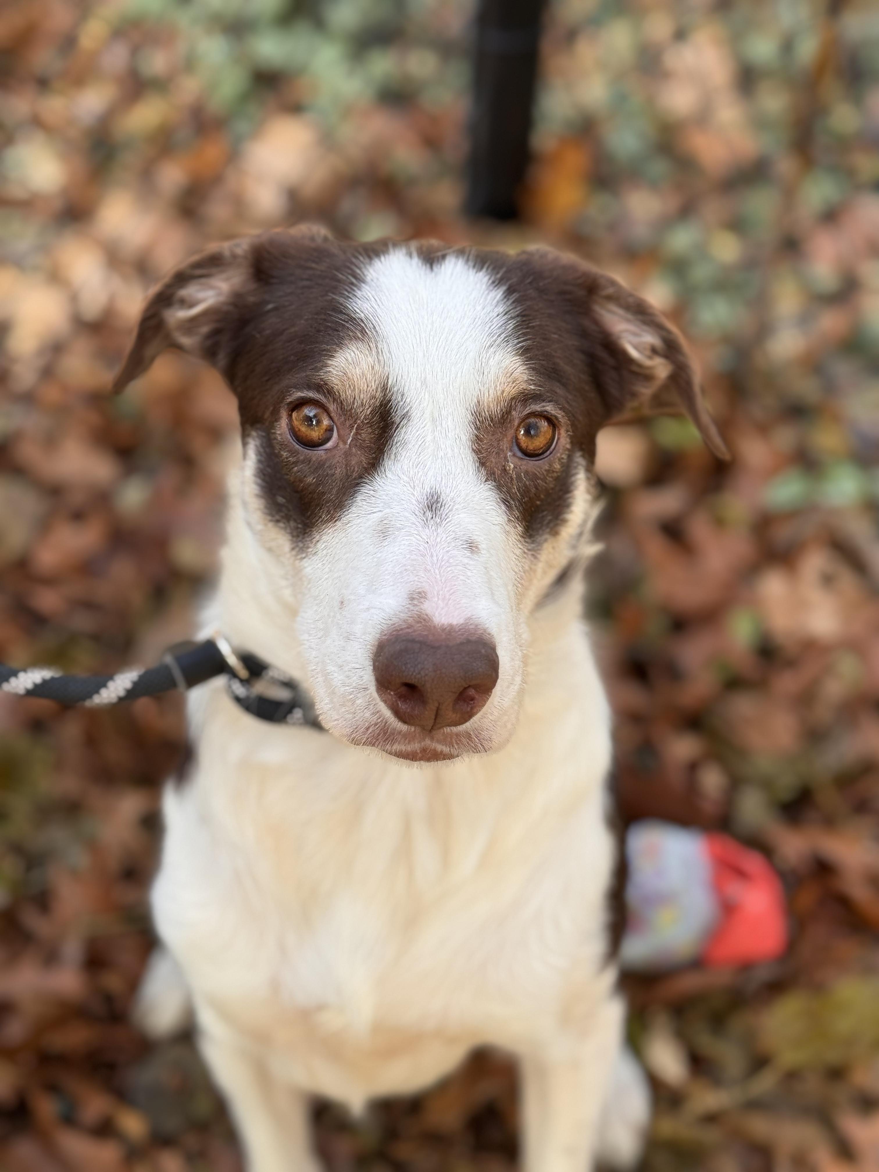 Bandi, Adoptable, Young Female Border Collie.