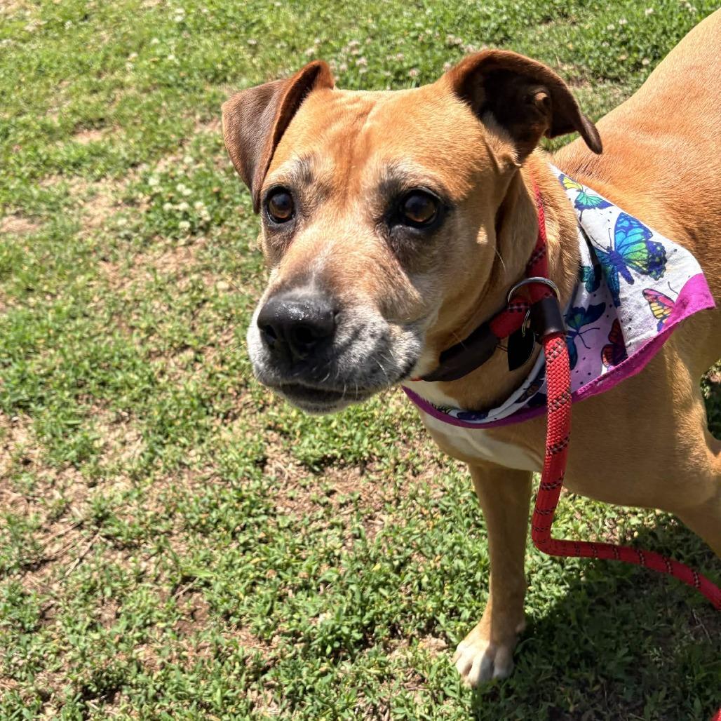 Lexi, Adoptable, Adult Female Boxer & Mixed Breed.