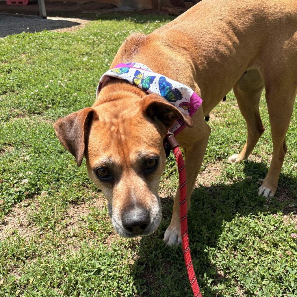 Enlarge Lexi, a Adoptable mixed breed in Greenville, SC image 2/6