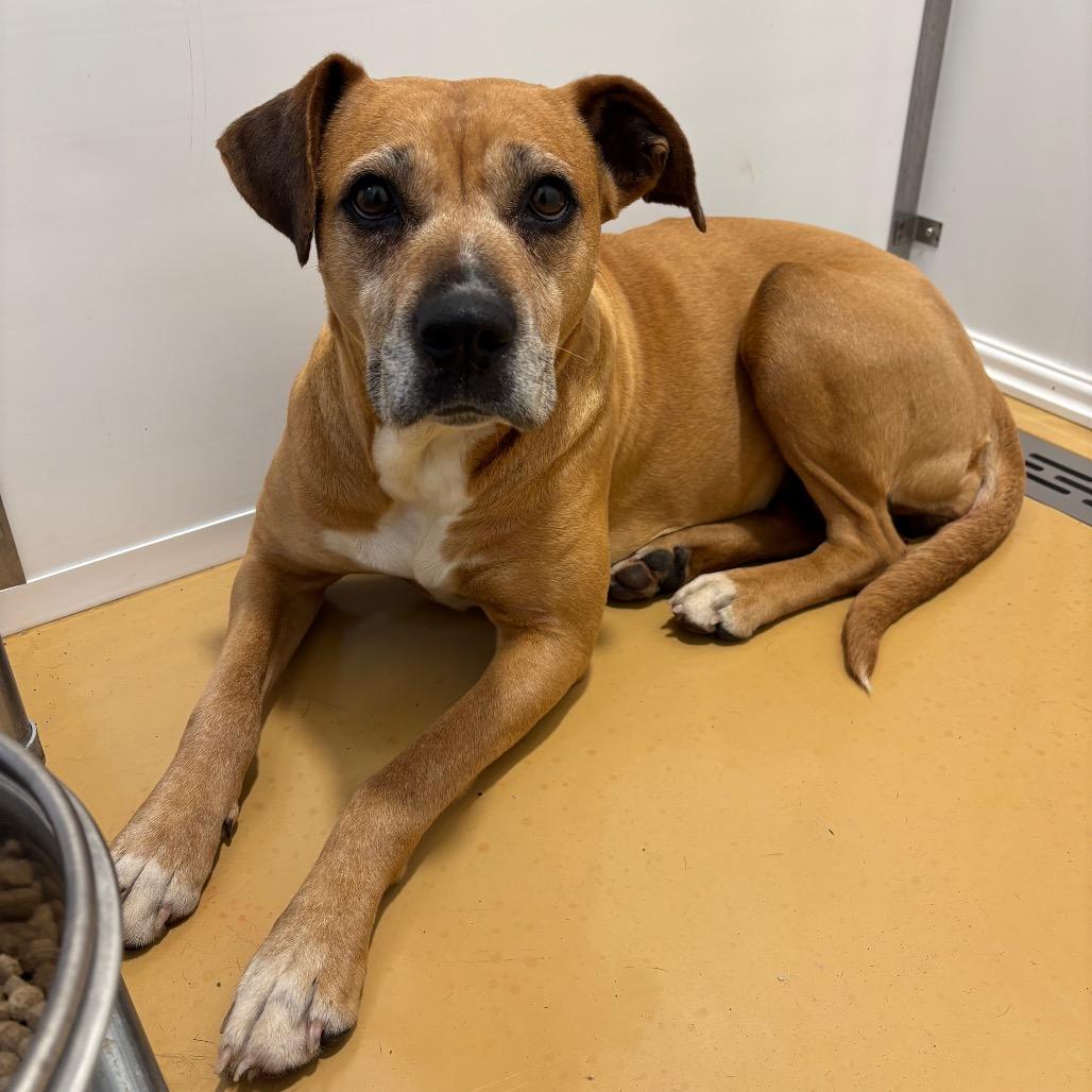 Enlarge Lexi, a Adoptable mixed breed in Greenville, SC image 3/6