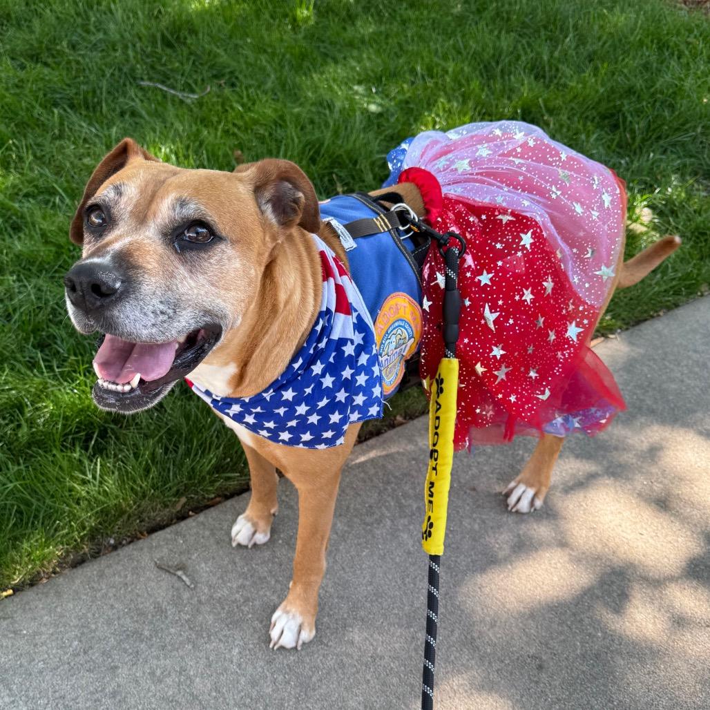 Enlarge Lexi, a Adoptable mixed breed in Greenville, SC image 4/6