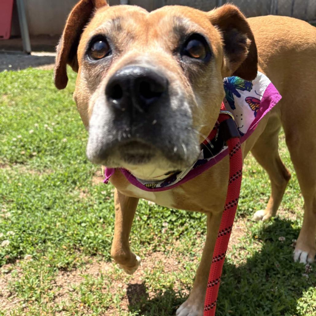 Enlarge Lexi, a Adoptable mixed breed in Greenville, SC image 5/6