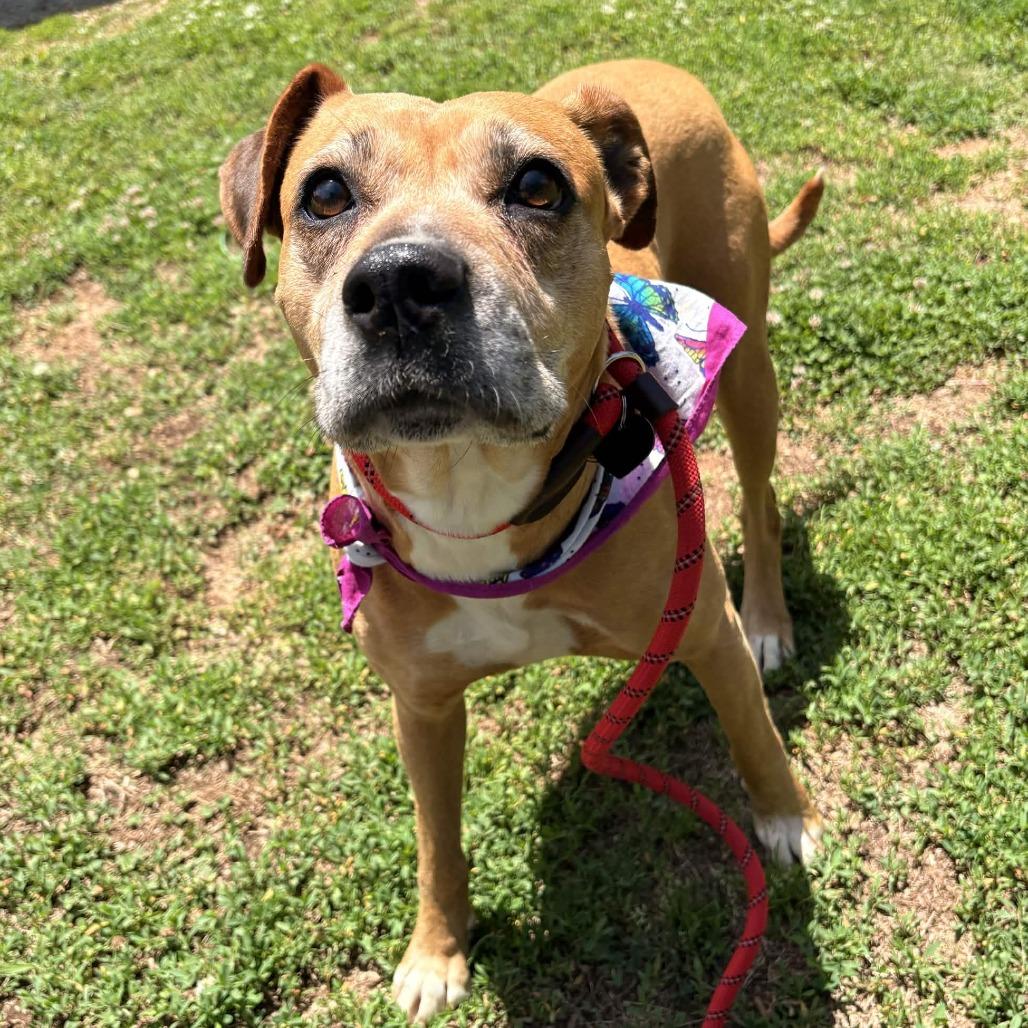 Enlarge Lexi, a Adoptable mixed breed in Greenville, SC image 6/6