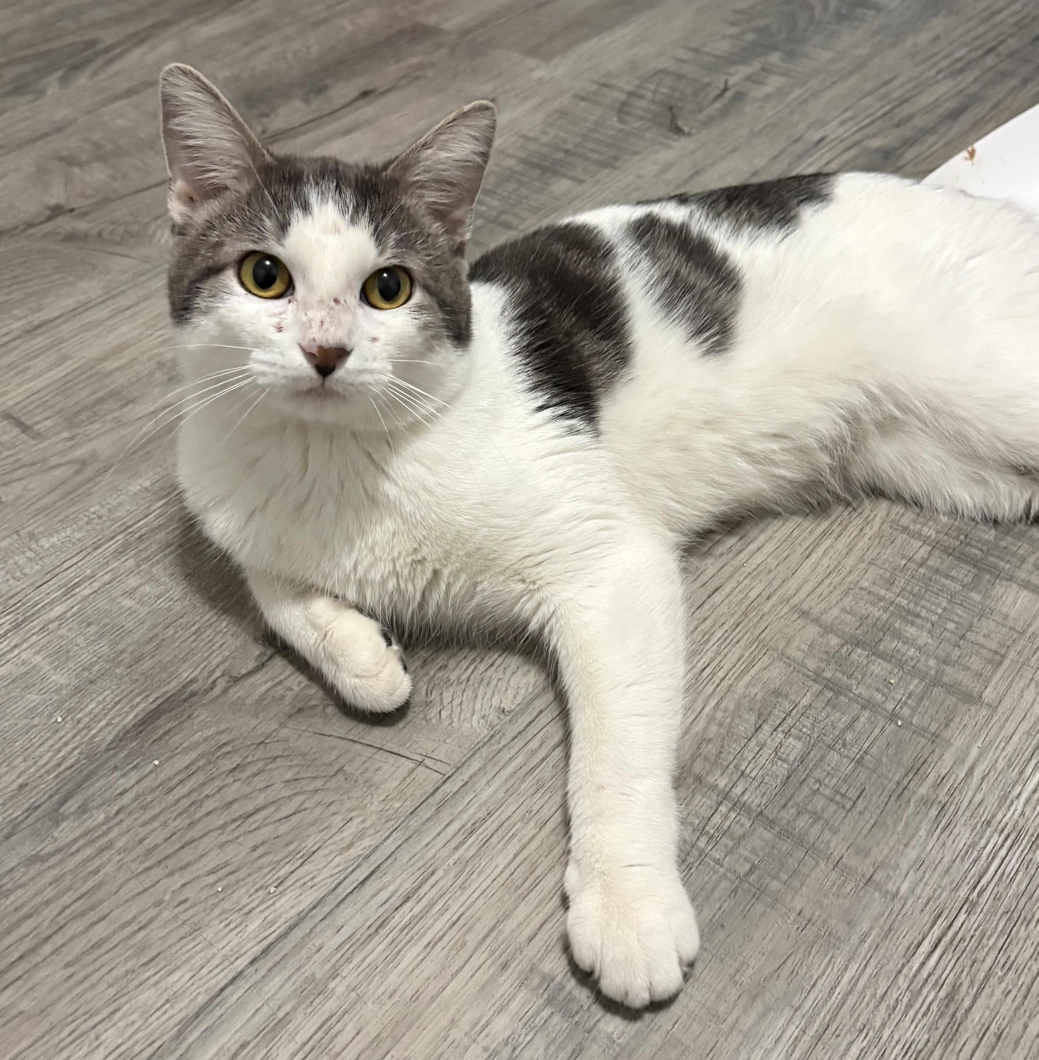 Enlarge Chevy, a Adopted American Shorthair in Wadsworth, IL image 2/3