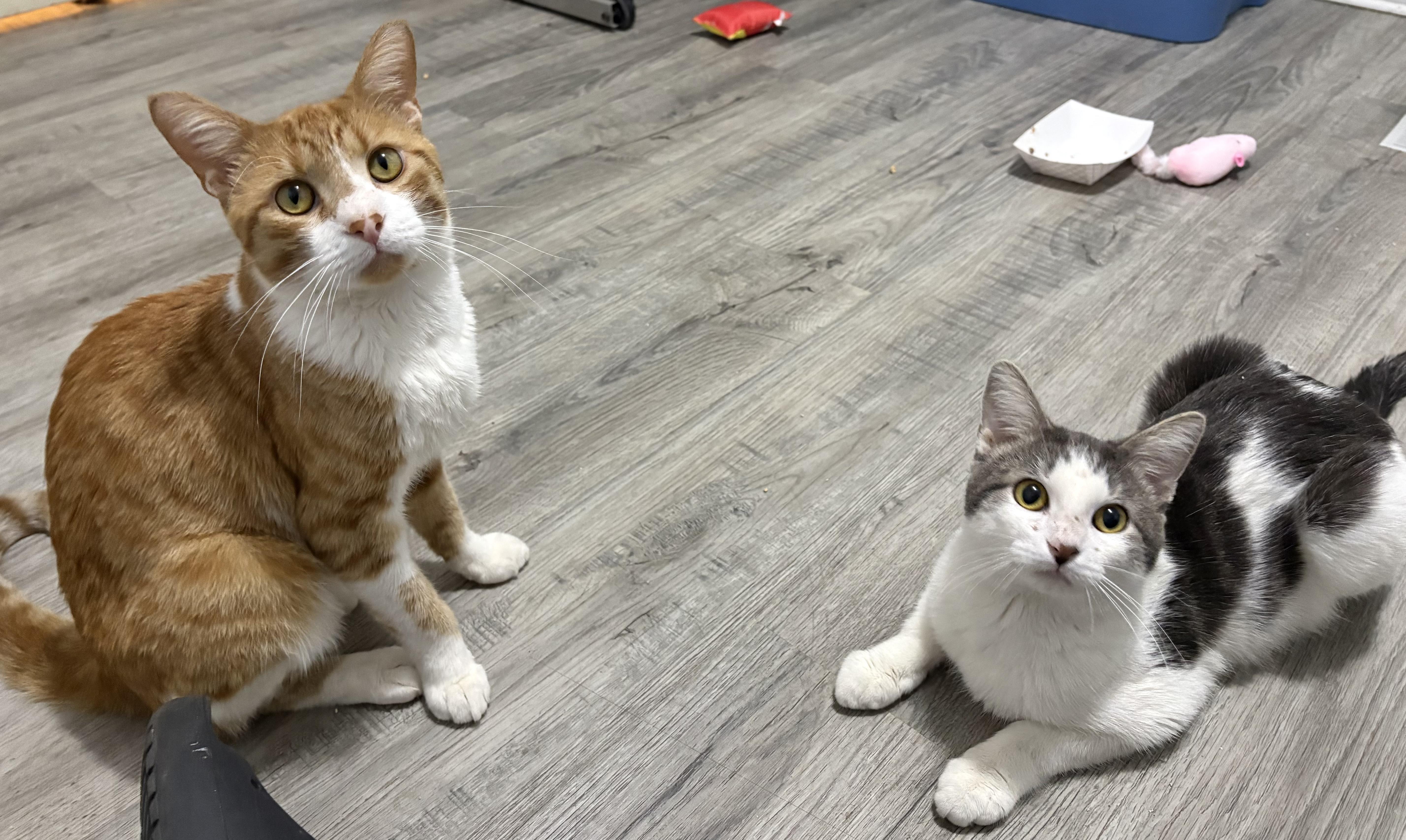 Enlarge Chevy, a Adopted American Shorthair in Wadsworth, IL image 3/3