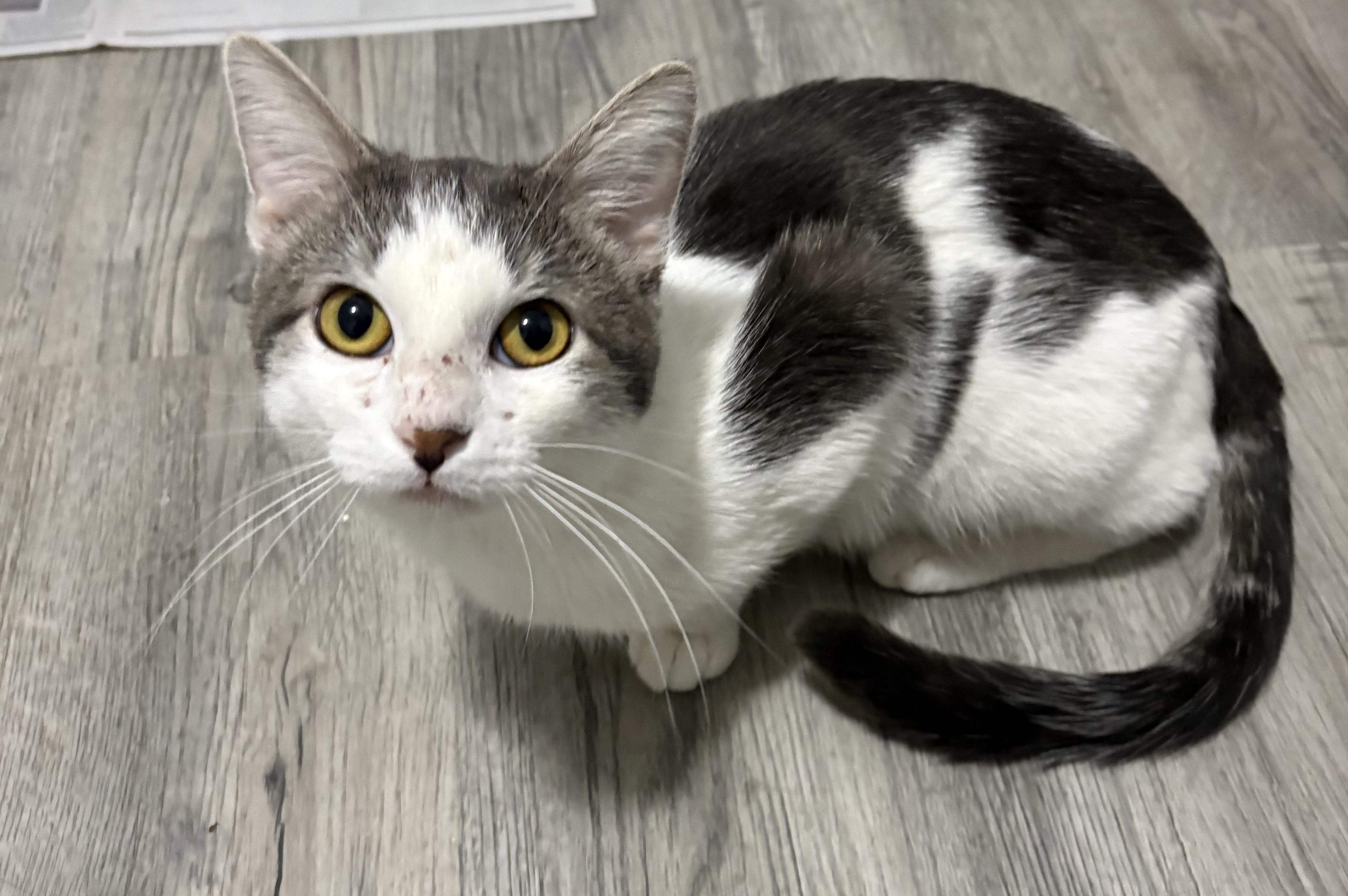 Chevy, Adopted, Young Male American Shorthair.