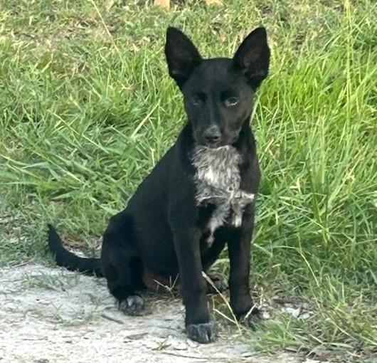 Jazzy, an adoptable Schipperke, Shepherd in Madison, NC, 27025 | Photo Image 1