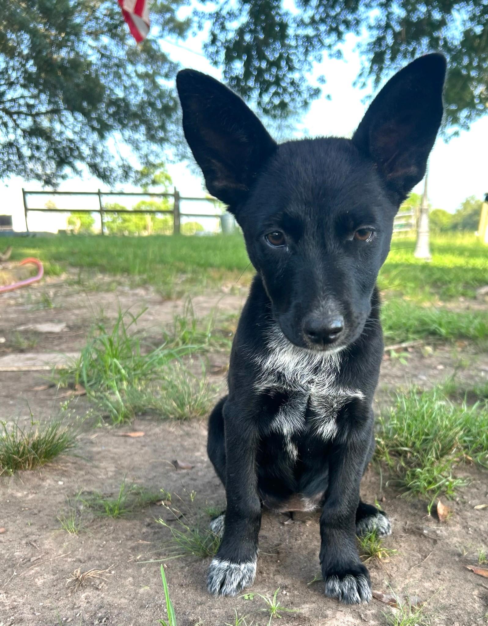 Jazzy, an adoptable Schipperke, Shepherd in Madison, NC, 27025 | Photo Image 2