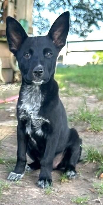 Jazzy, an adoptable Schipperke, Shepherd in Madison, NC, 27025 | Photo Image 4