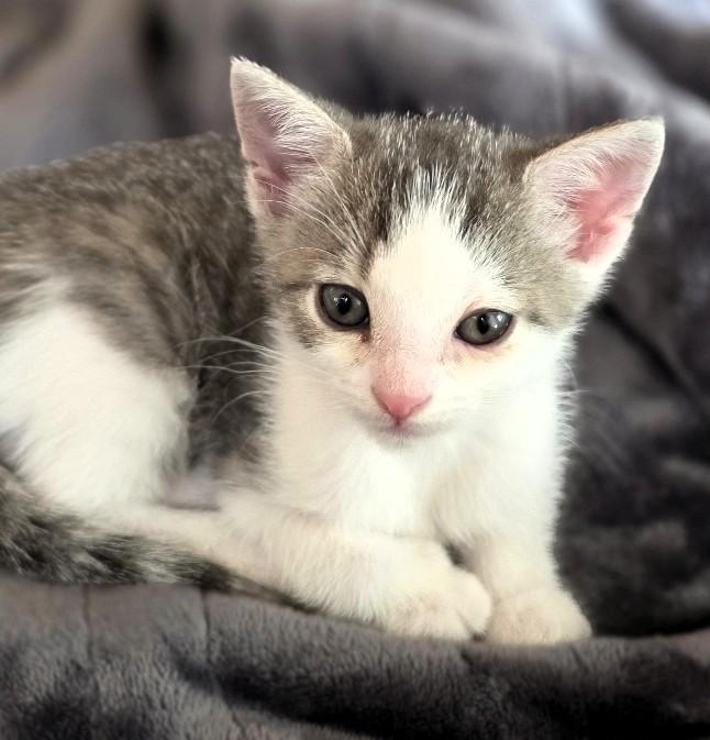 Enlarge Tostito, an adopted Domestic Short Hair in Salt Lake City, UT image 2/4