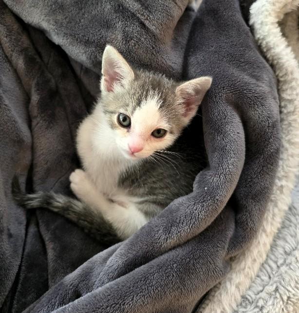 Enlarge Tostito, an adopted Domestic Short Hair in Salt Lake City, UT image 3/4