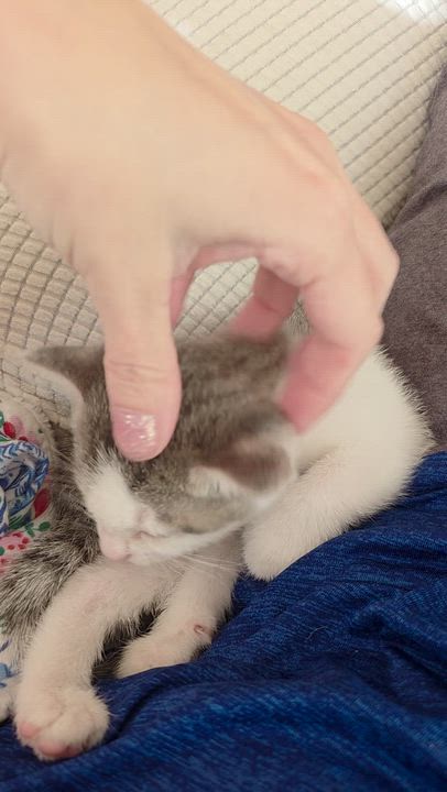 Enlarge Tostito, an adopted Domestic Short Hair in Salt Lake City, UT video 4/4