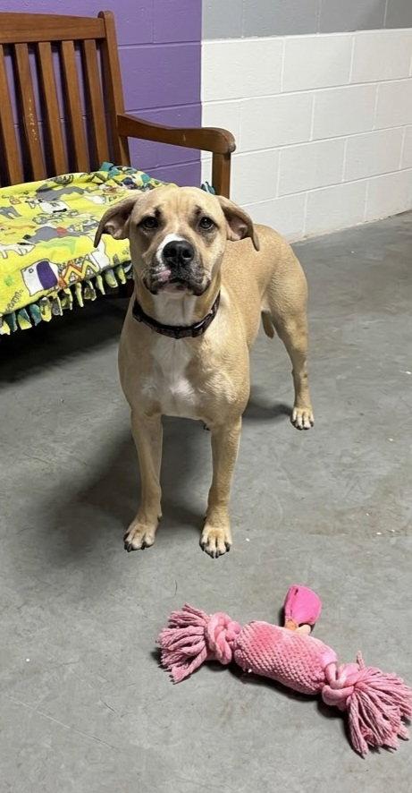Enlarge **SANDY**, a Adoptable mixed breed in North Prairie, WI image 1/3