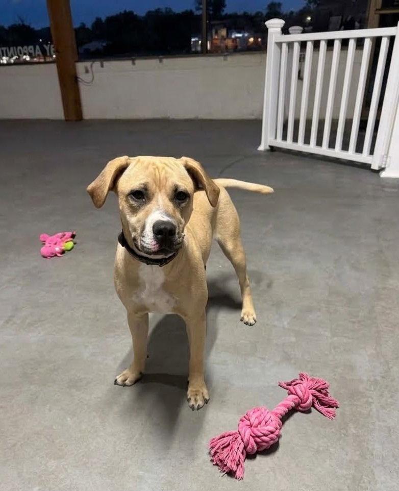 Enlarge **SANDY**, a Adoptable mixed breed in North Prairie, WI image 2/3