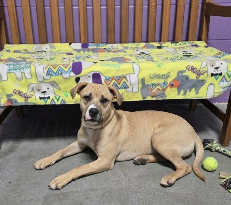 Enlarge **SANDY**, a Adoptable mixed breed in North Prairie, WI image 3/3