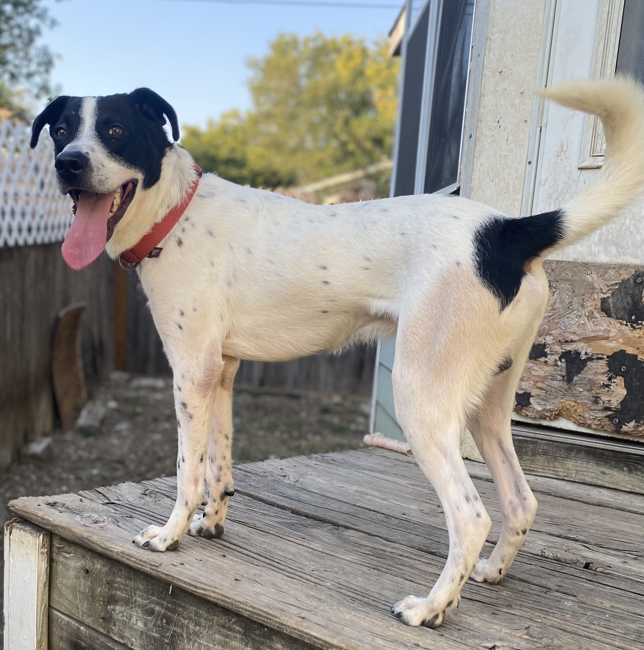 Dog for adoption Banjo, a Pointer Mix in Ann Arbor, MI Petfinder
