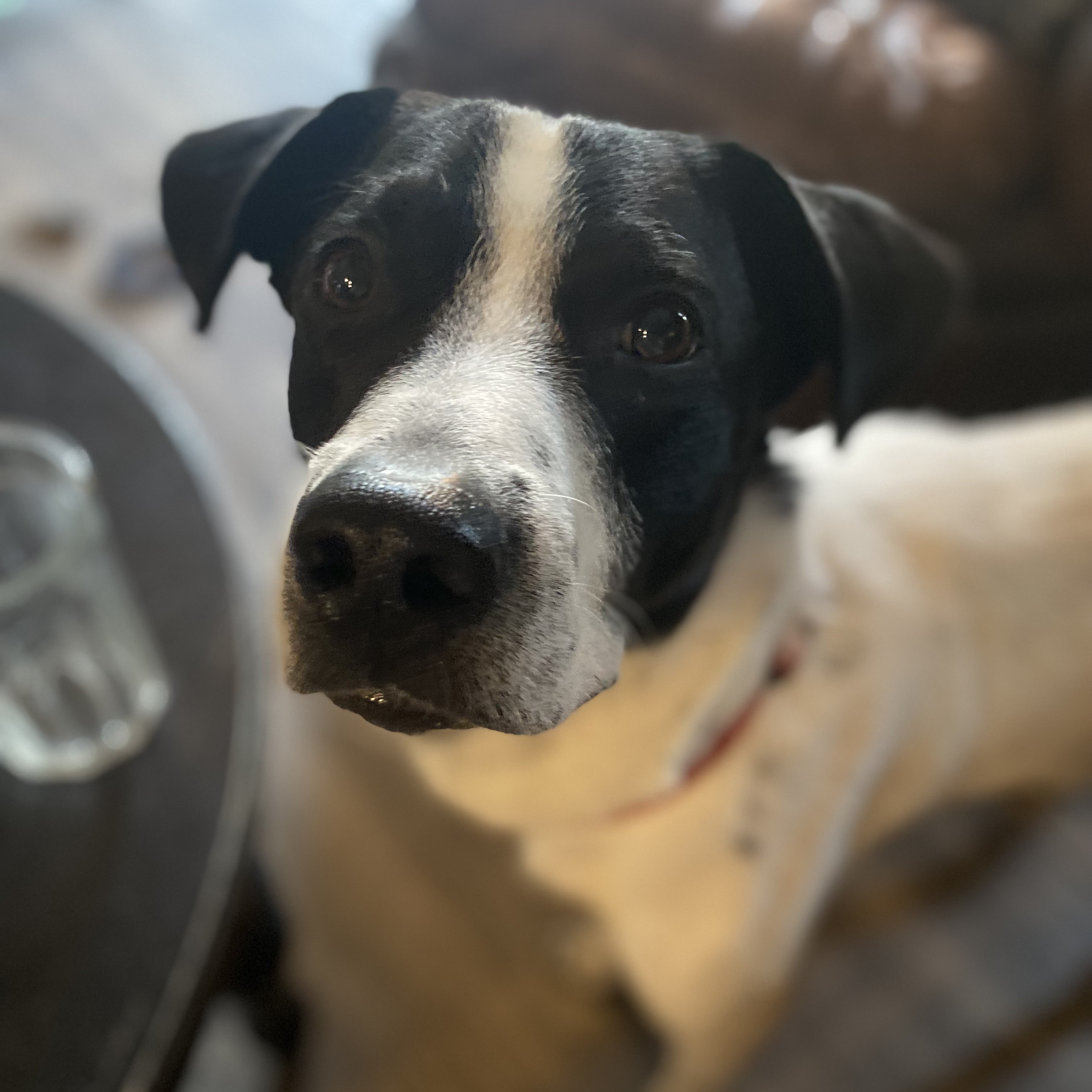 Dog for adoption Banjo, a Pointer Mix in Ann Arbor, MI Petfinder