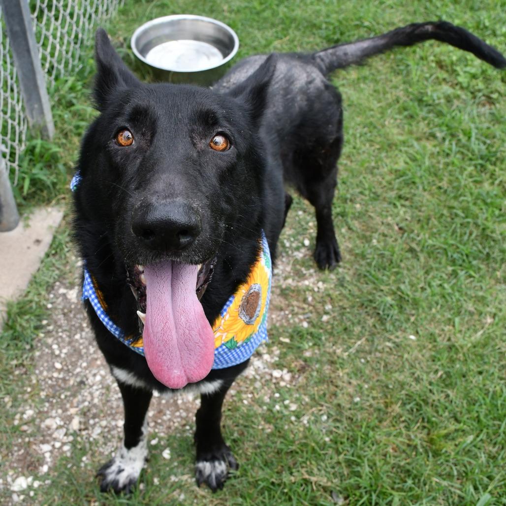 Enlarge Rad Ronald, a Adoptable German Shepherd Dog in Beaumont, TX image 1/6