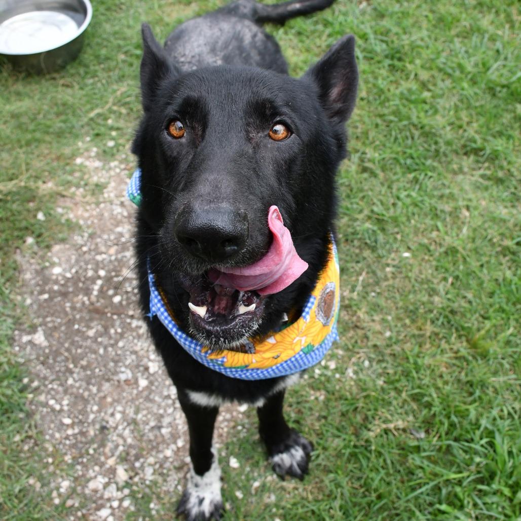 Enlarge Rad Ronald, a Adoptable German Shepherd Dog in Beaumont, TX image 2/6