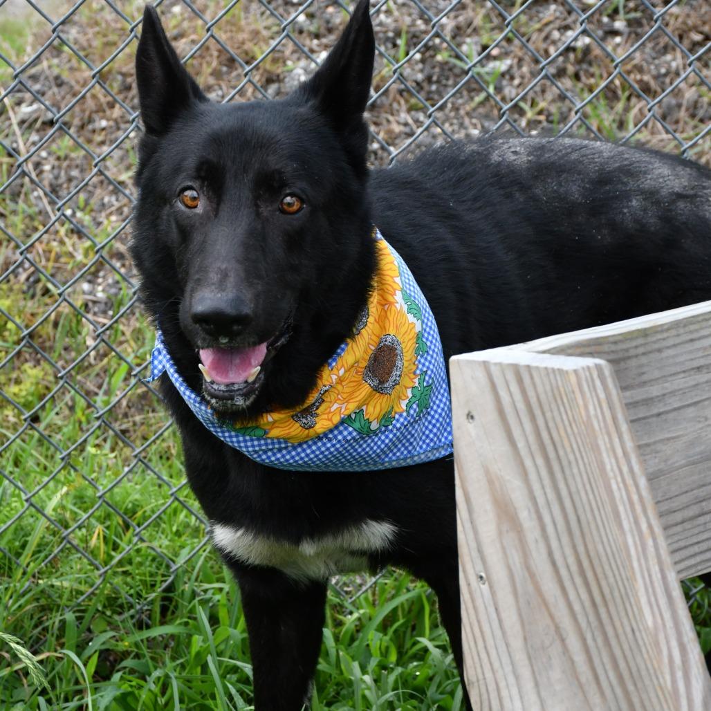 Enlarge Rad Ronald, a Adoptable German Shepherd Dog in Beaumont, TX image 3/6
