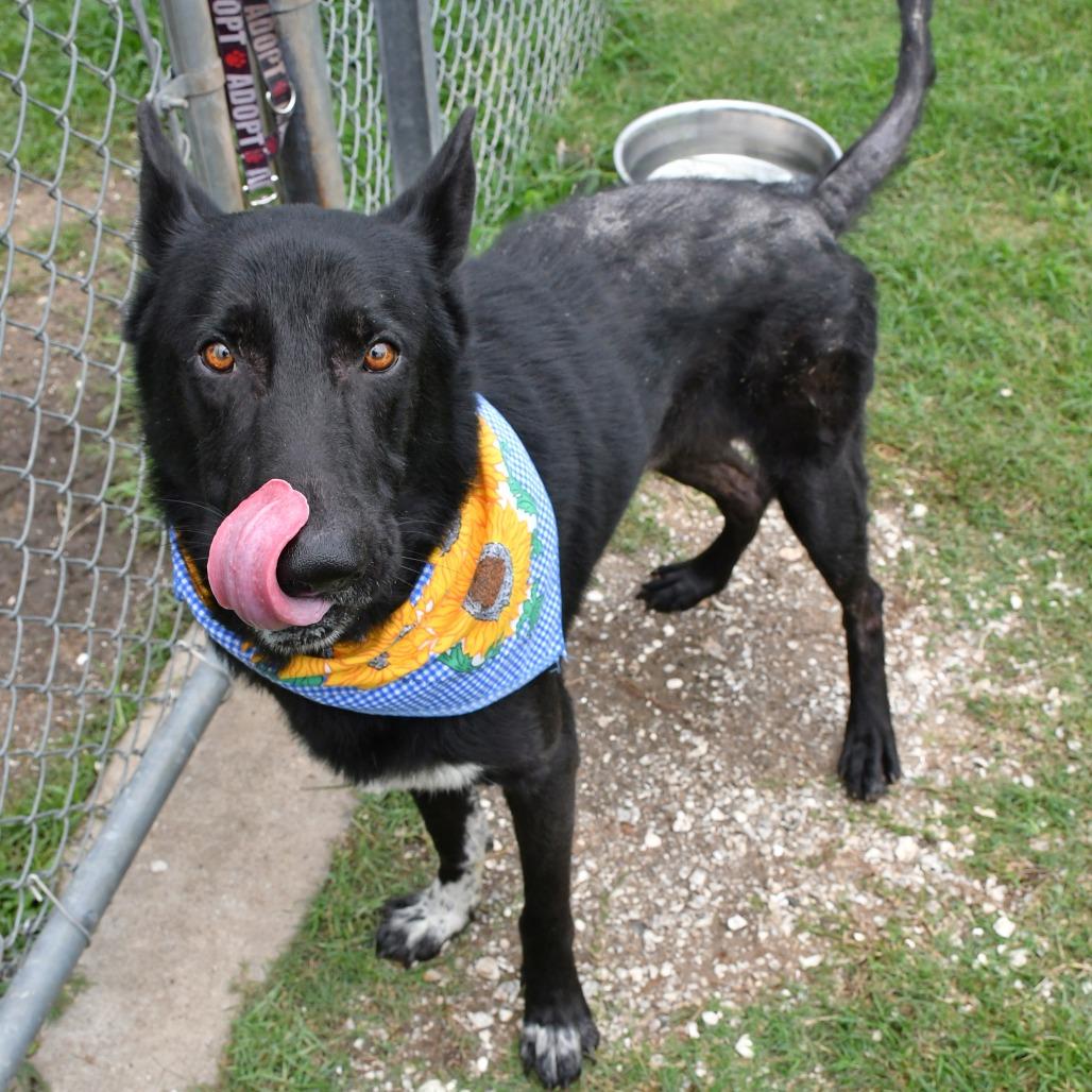 Enlarge Rad Ronald, a Adoptable German Shepherd Dog in Beaumont, TX image 4/6
