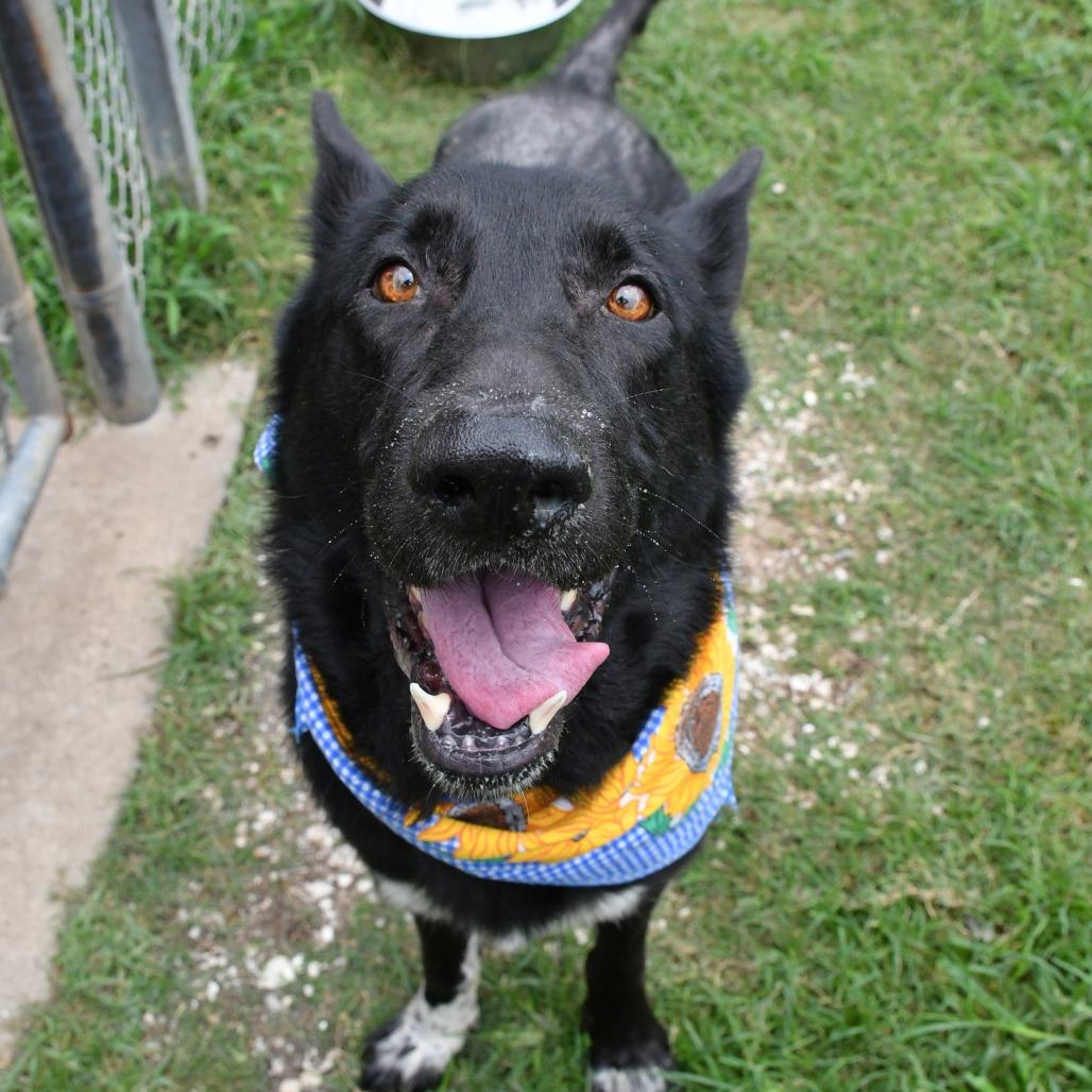 Enlarge Rad Ronald, a Adoptable German Shepherd Dog in Beaumont, TX image 5/6