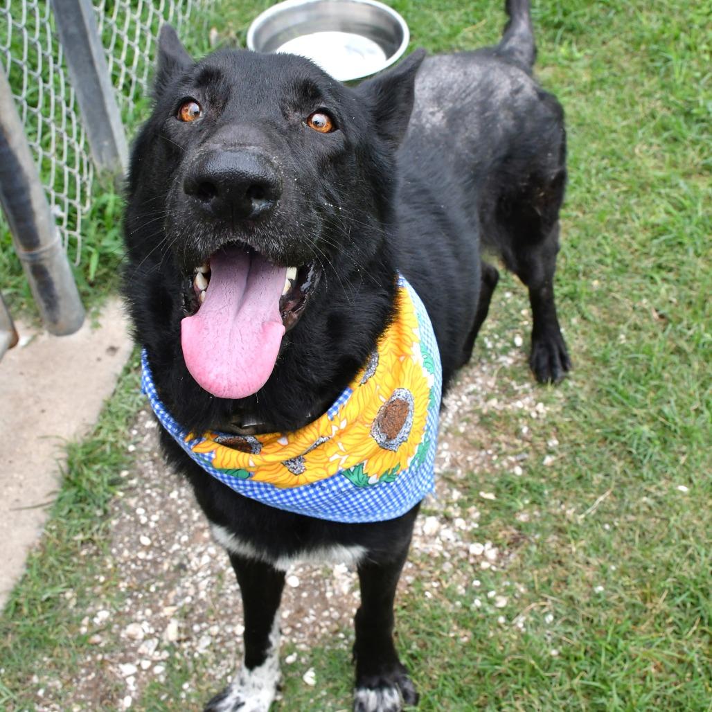 Enlarge Rad Ronald, a Adoptable German Shepherd Dog in Beaumont, TX image 6/6