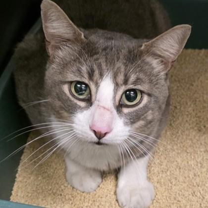 Harvard, ADOPTABLE, Young Male Domestic Short Hair.